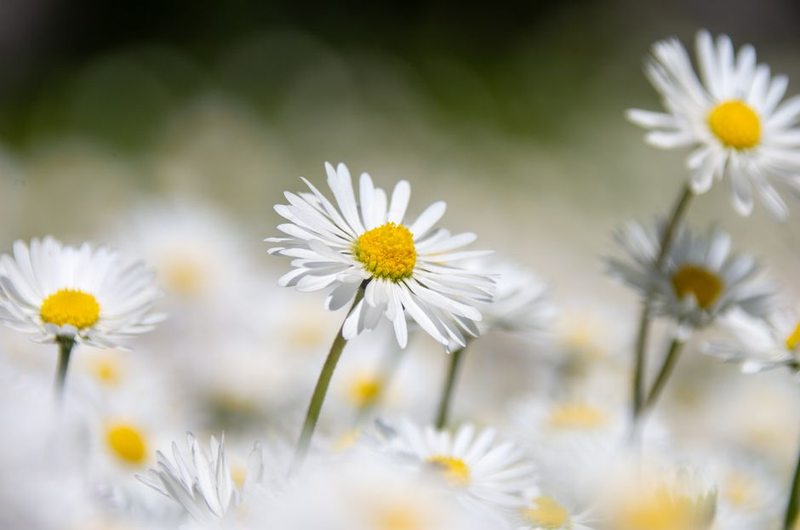 Tiny Daisy Posy